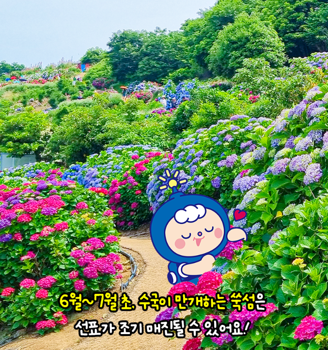 전남 고흥 쑥섬 수국 여행, 섬 전체가 수국 정원인 곳