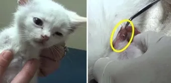 고양이 기생충 사진 약 증상_4