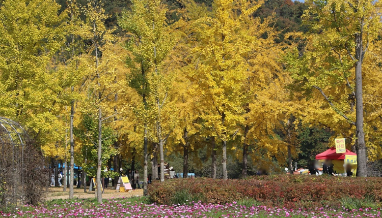 괴산 문광저수지 은행나무길
