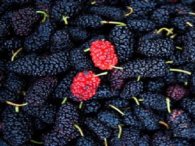 오디 효능 및 부작용, 먹는 방법