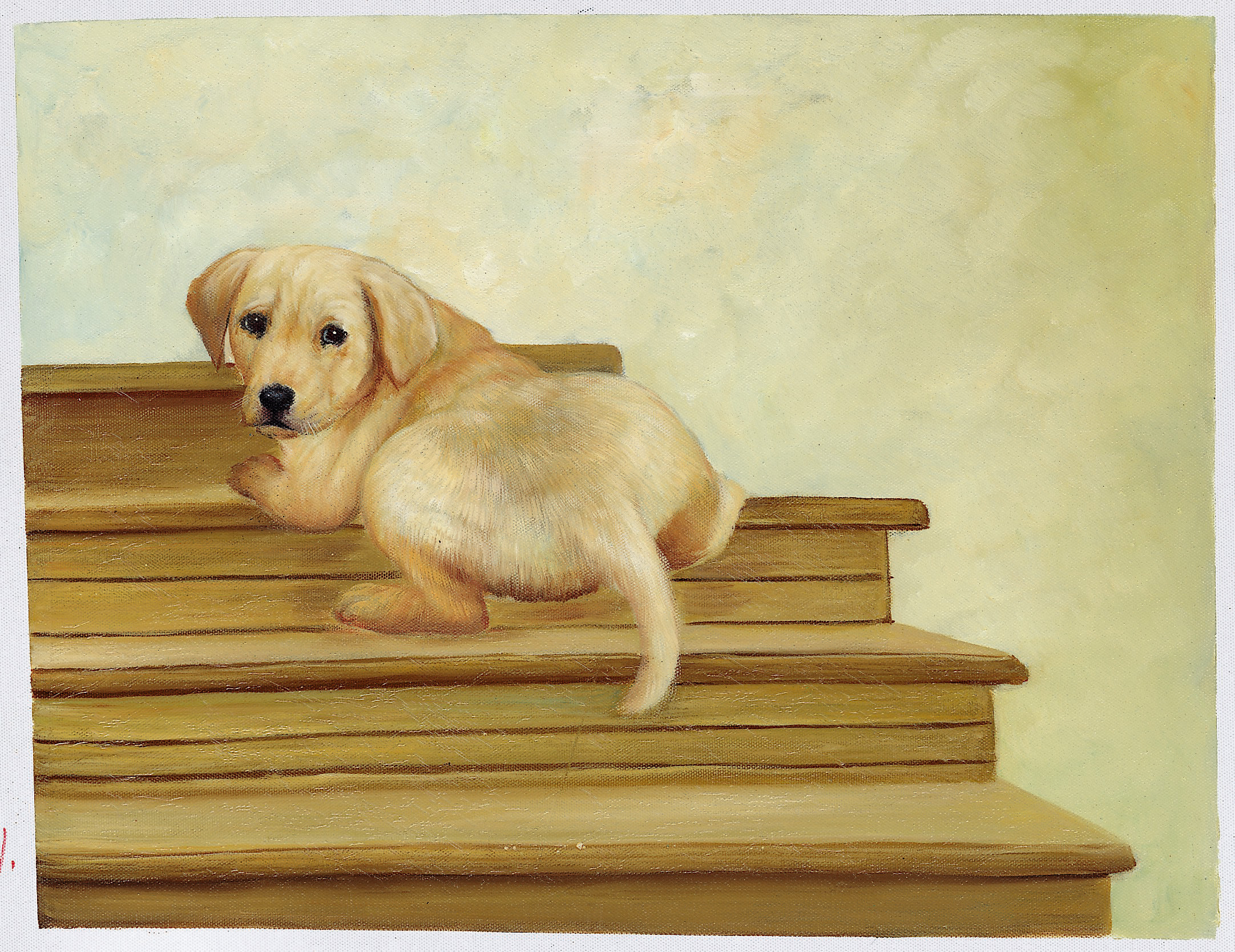 강아지 계단 훈련 관련 사진