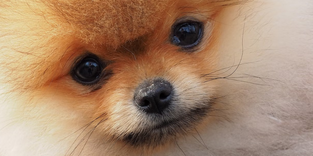 강아지 배변 훈련 방법 1