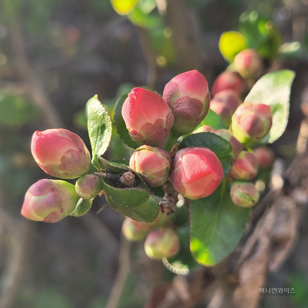 이 꽃이름은 무엇일까요? 명차꽃(명자나무)