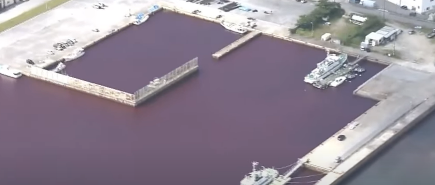 냉각수로 붉게 물든 일본 바다