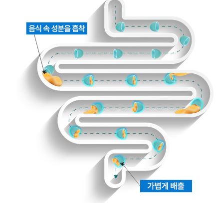 알파-cd-효능