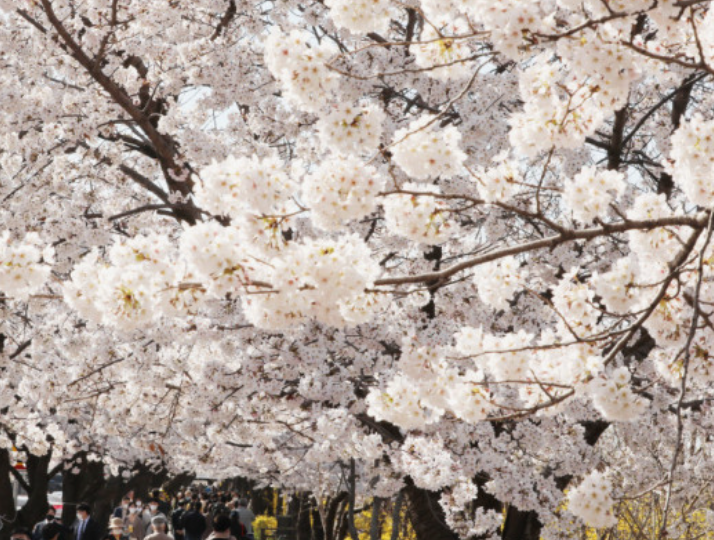 여의도 윤중로 벚꽃 축제