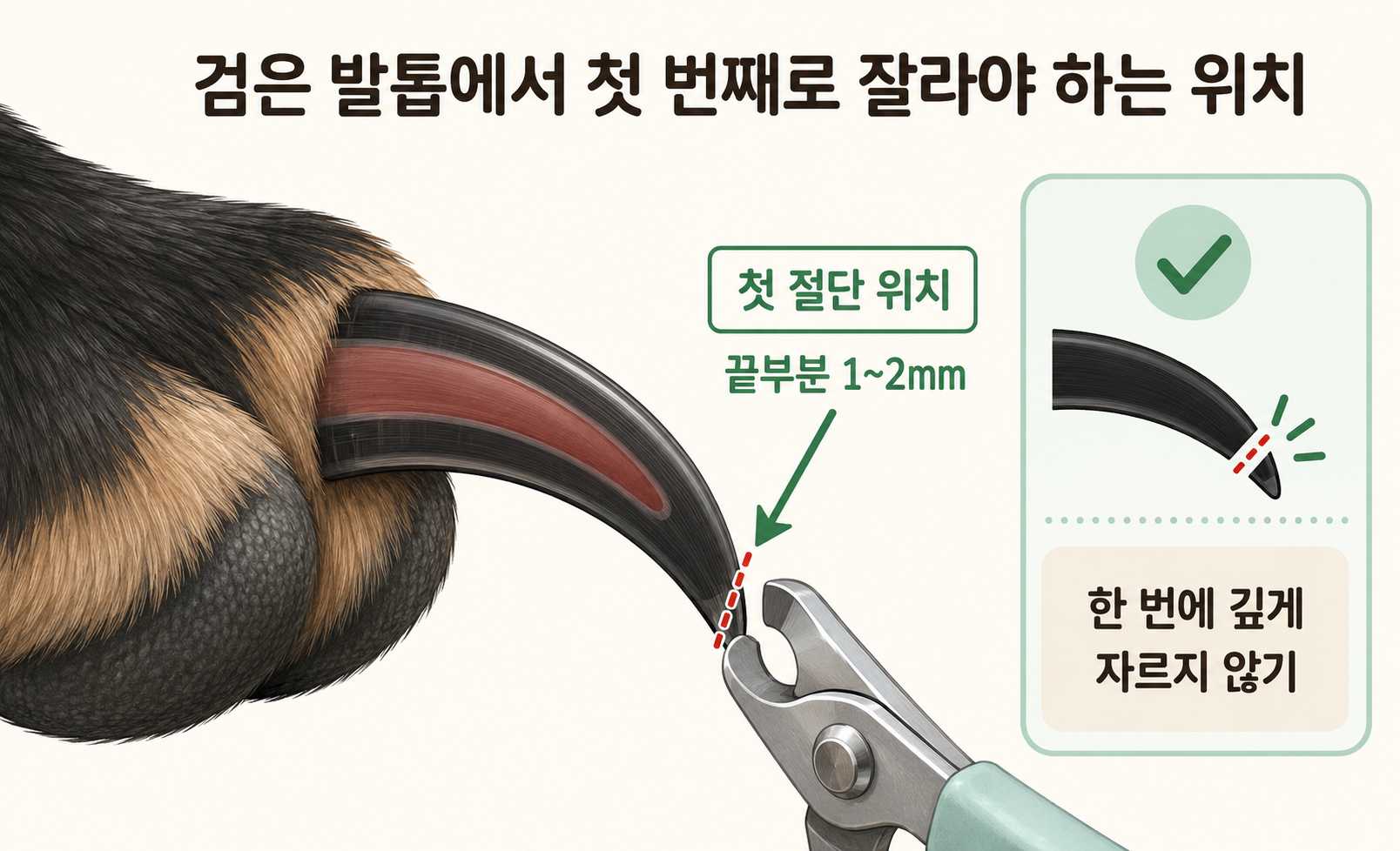 강아지 검은 발톱 끝부분 1~2mm부터 안전하게 자르는 첫 절단 위치를 설명하는 이미지