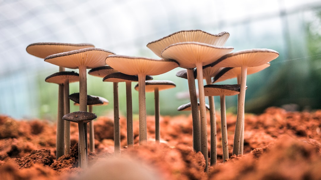 'Mushroom'