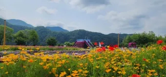 자라섬 꽃 페스타 2025 행사일정 관람 포인트 완전 정리_12