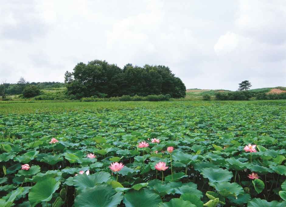 진천 옥동연꽃방죽