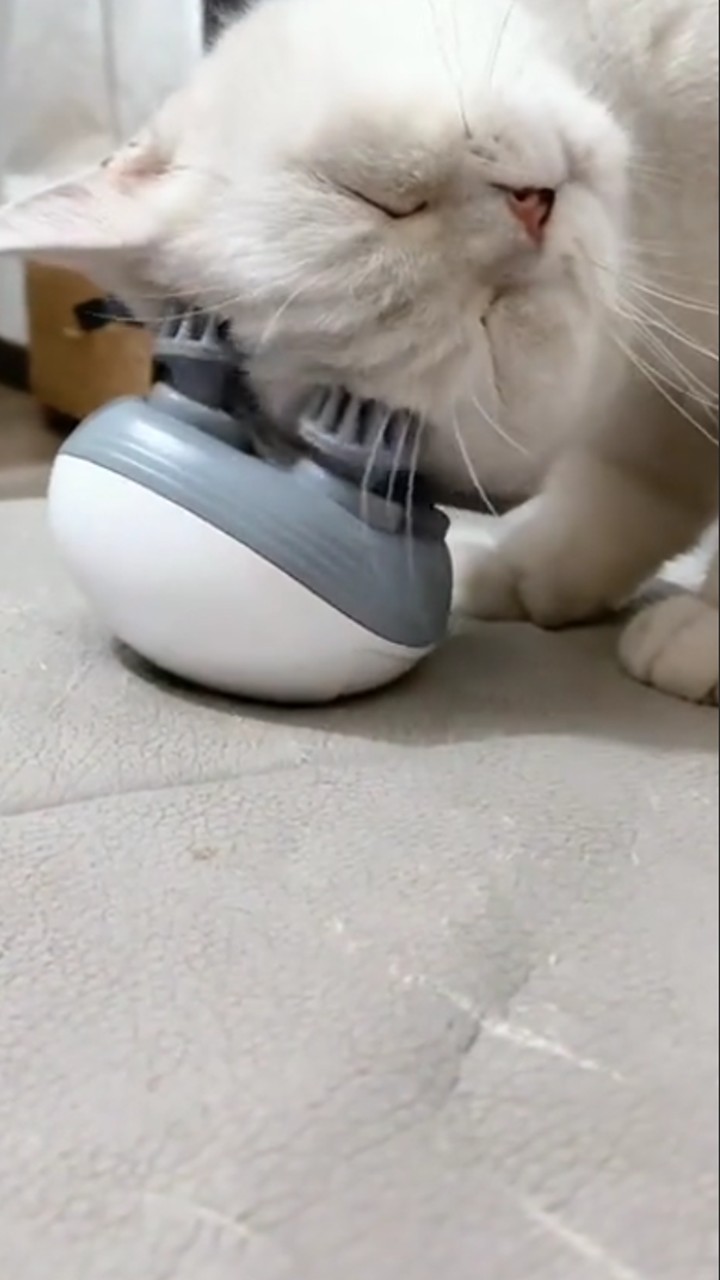고양이 마사지기 자발적 사용 모습, 고양이 두피 마사지 제품 후기