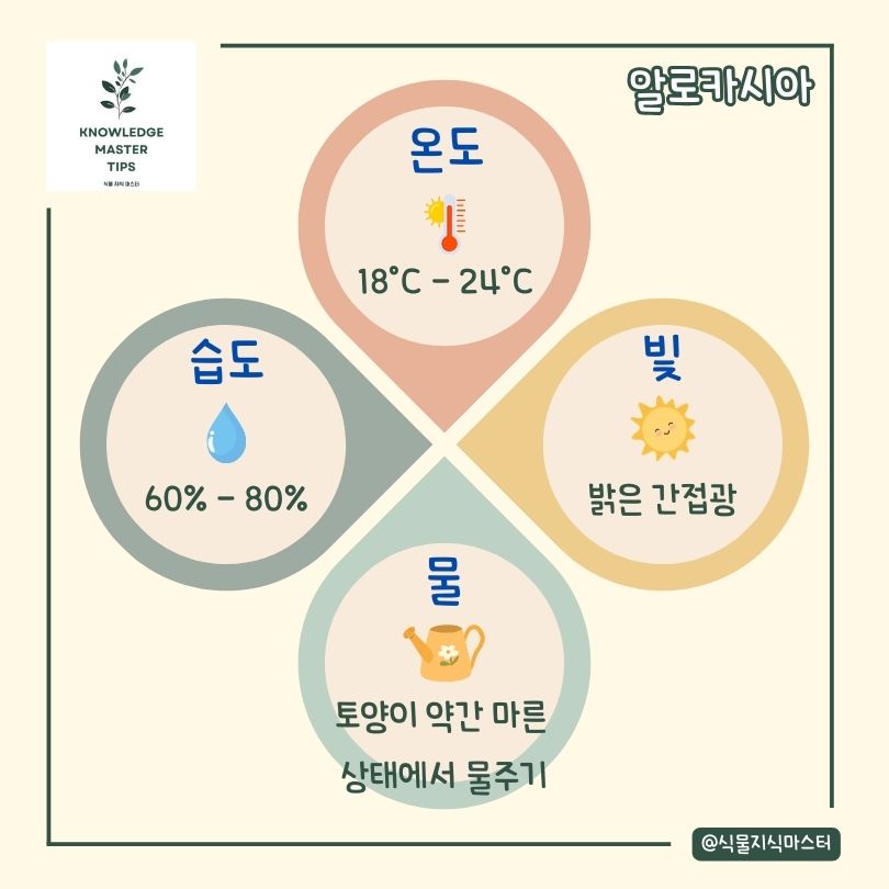 알로카시아 키우기 기본 관리 방법
