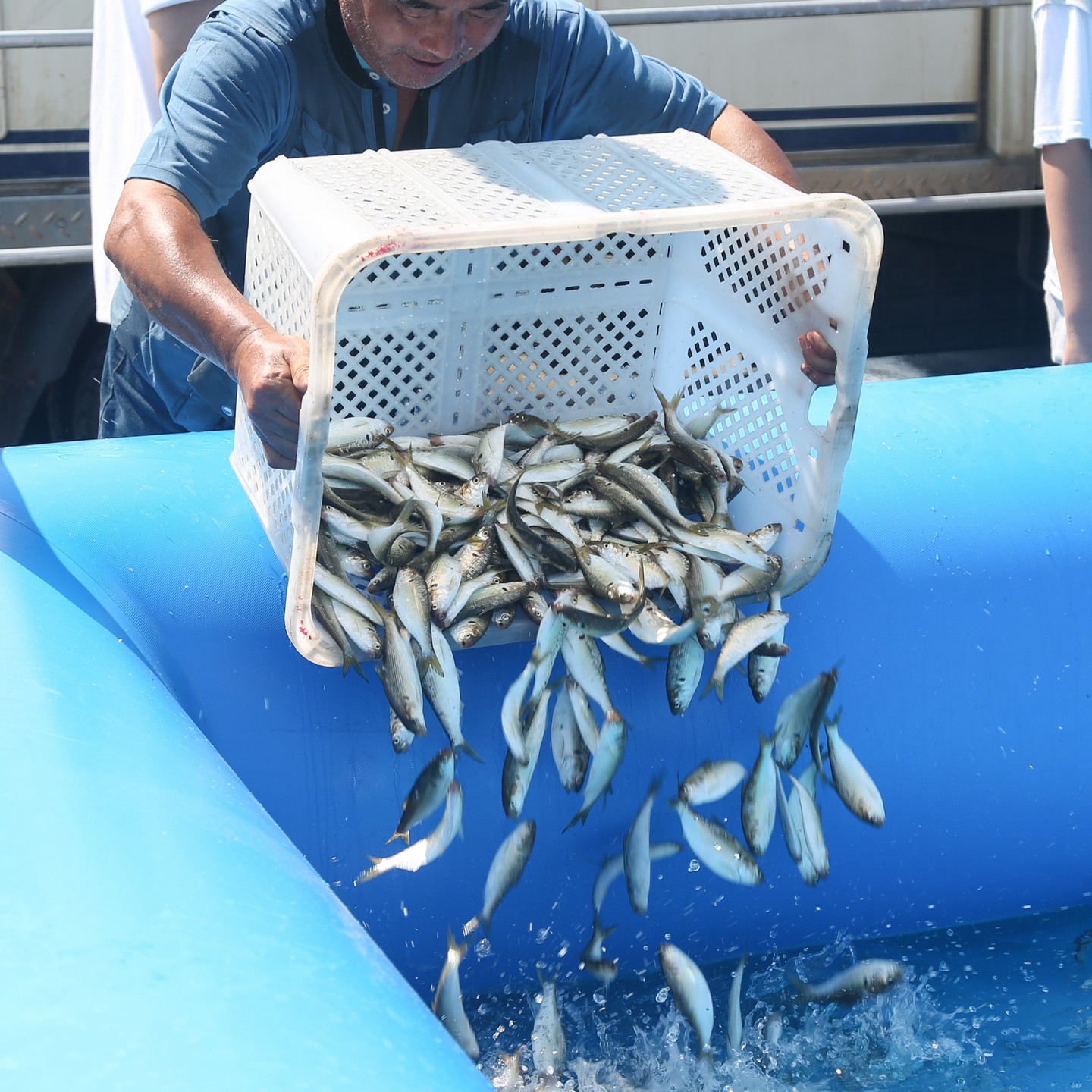 서천 홍원항 전어 꽃게 축제