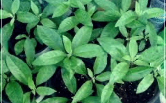 명월초의 효능이 궁금하시면?