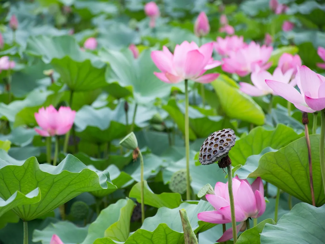 깨끗하게 씻는 연근