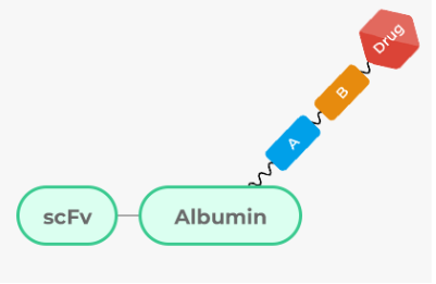 단백질 약물 접합체(Fusion Albumin-Drug Conjugates)