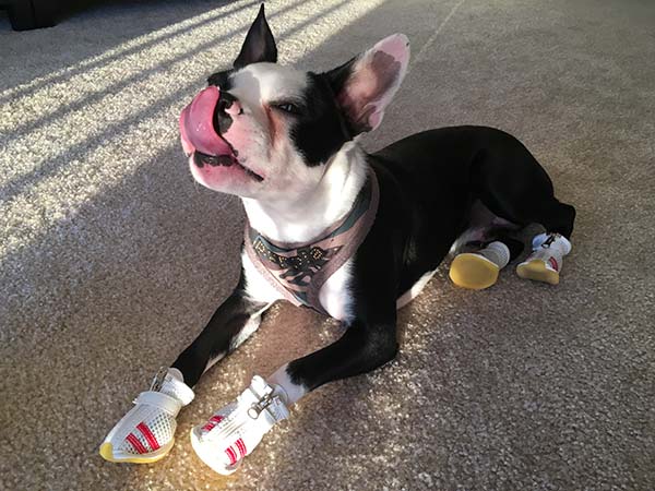 신발신은 강아지가 혀를 낼름거린다