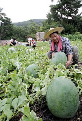 하나에-이만원에서-십팔원까지-한다는-무등산-수박을-수확하는-농부