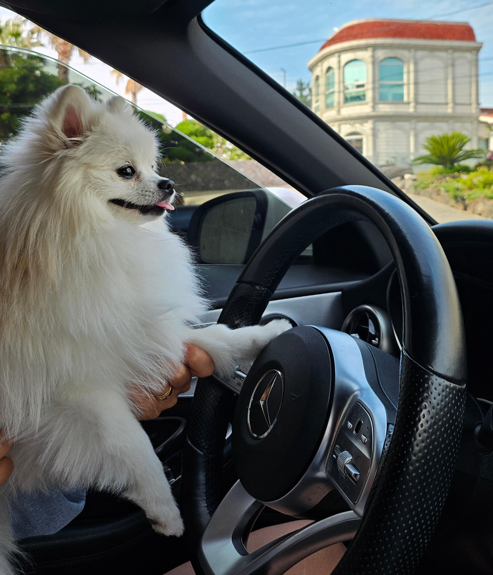 운전이 하고 싶은 하콩