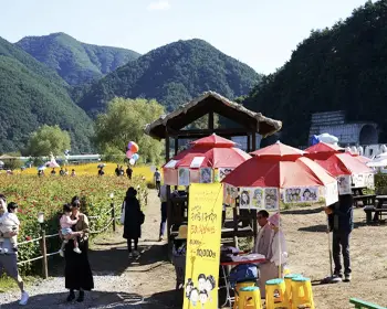 평창 백일홍 축제_16
