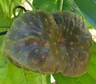 하늘마 효능, 부작용, 먹는 법 알아보기