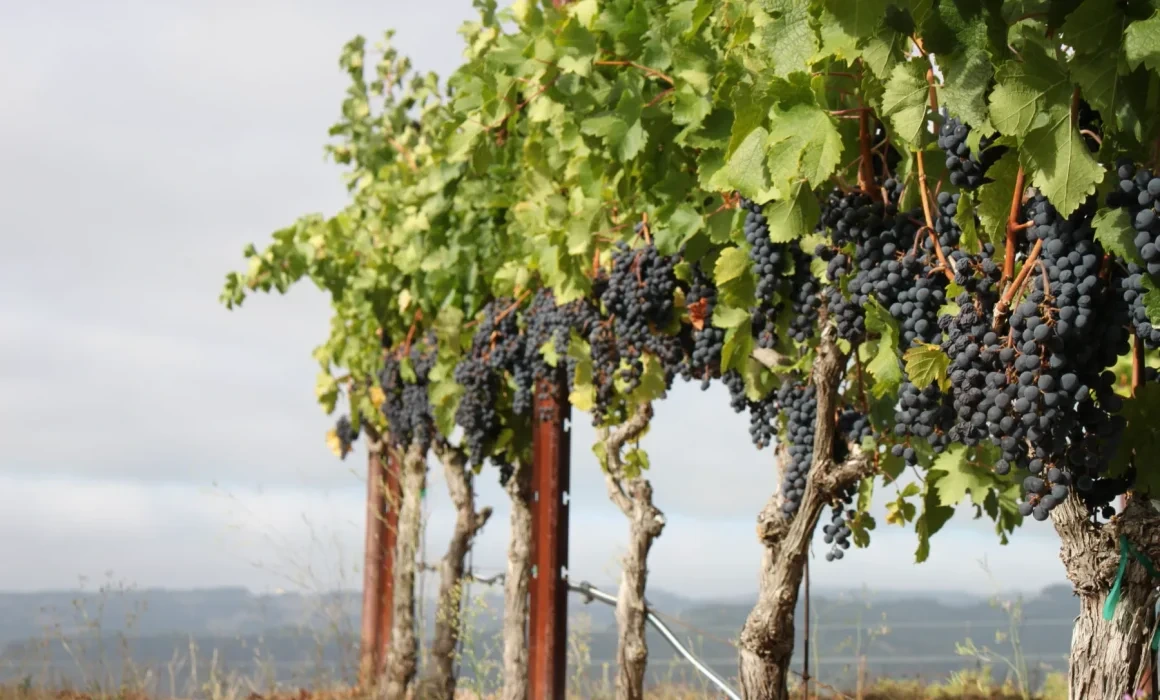 카베르네 소비뇽