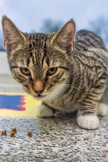 코리안 숏헤어의 특성에 맞는 영양 균형 이해하기