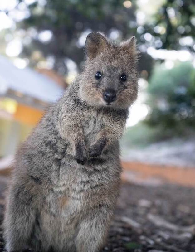쿼카 정면 사진