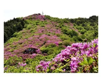 남원 봉화산 철쭉 산행 주차장 등산코스_5