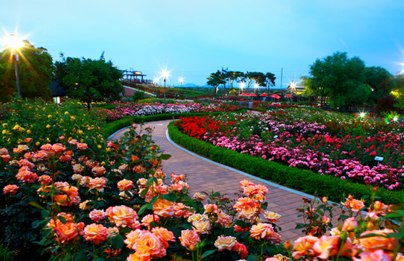장미축제 전국 TOP5
