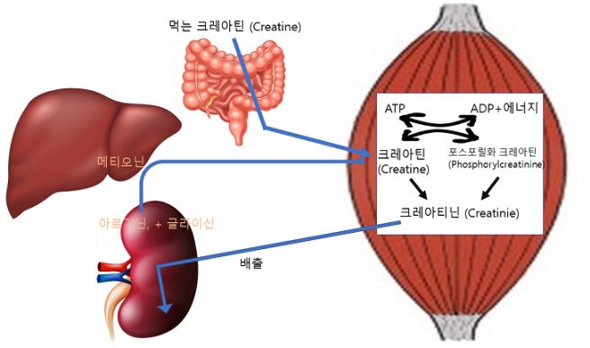 크레아티닌 수치가 높으면