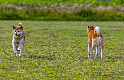 들판에 있는 시바견 두 마리.