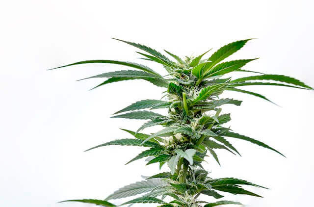 대마 종자유 금기사항 꼭 알아두세요!