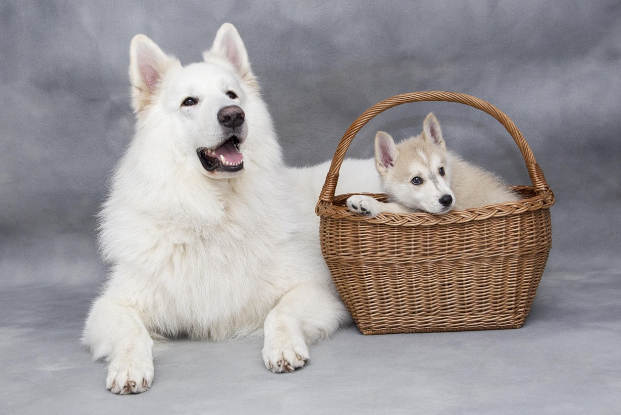 보호자 양말에 집착하는 강아지: 반려견에게 보호자의 체취가 주는 안도감