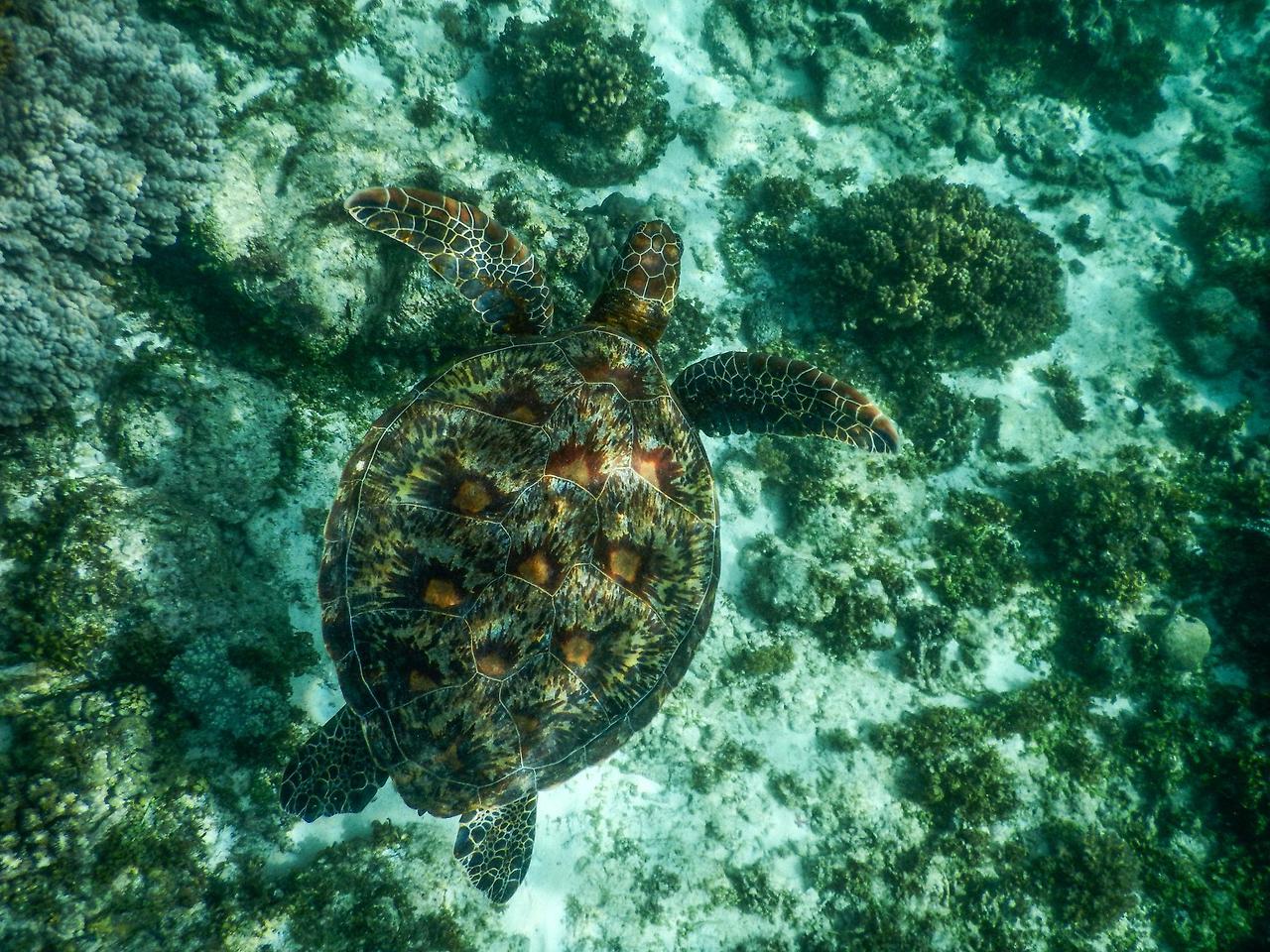 보홀 호핑 거북이 사진