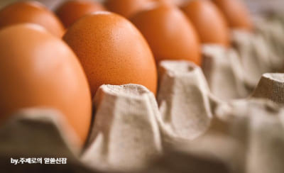 아침 공복에 좋은 음식 계란