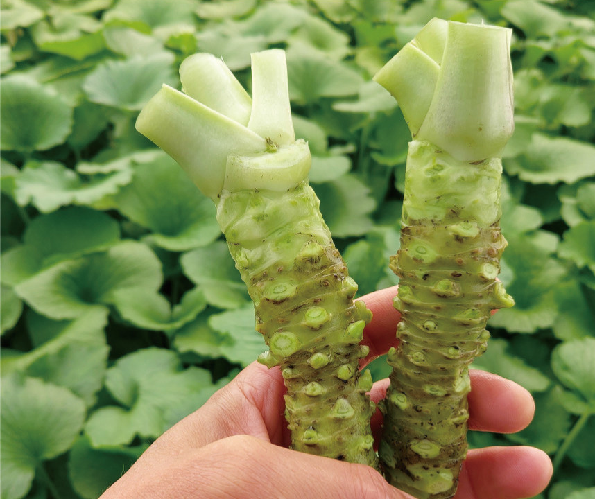 6시내고향 고추냉이 잎 꽃대 근경 생와사비 정가농원