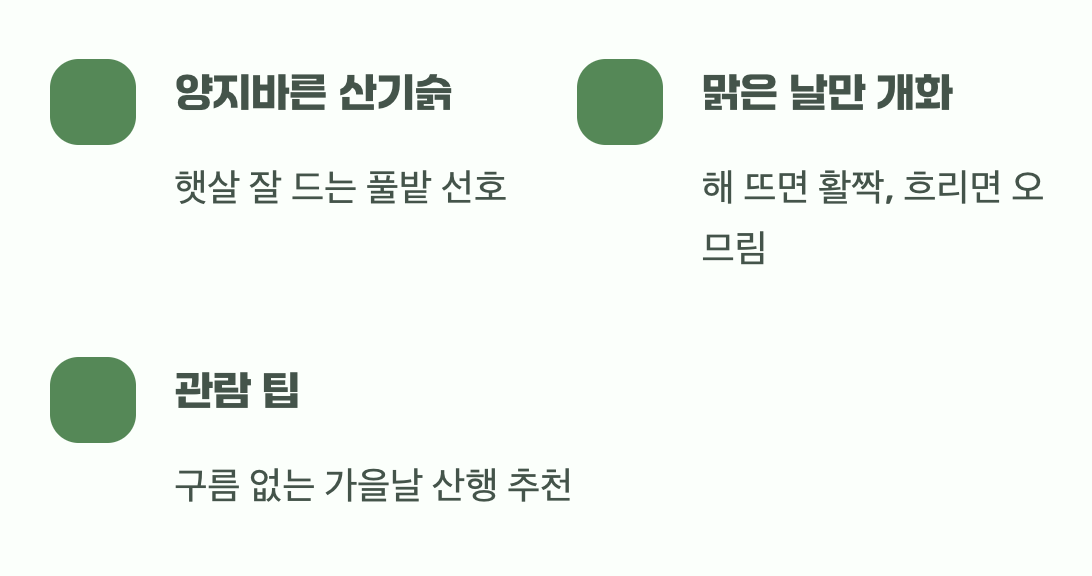 햇살을 사랑하는 꽃