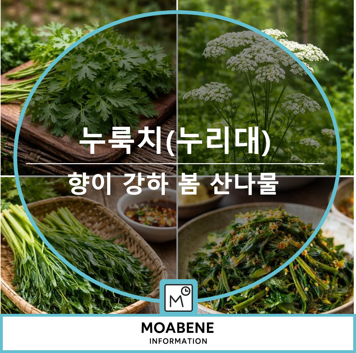 누룩치(누리대) 알아보기: 향이 강한 산나물의 특징과 손질법