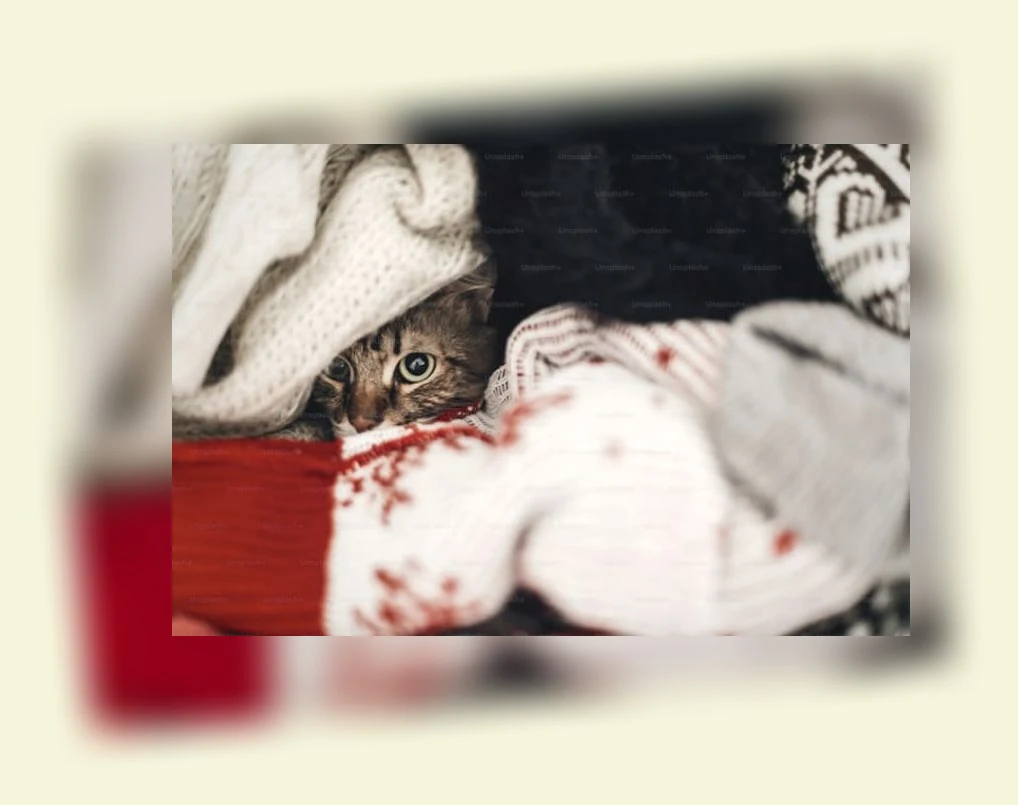 고양이 겨울철 화상 예방_3_subsection