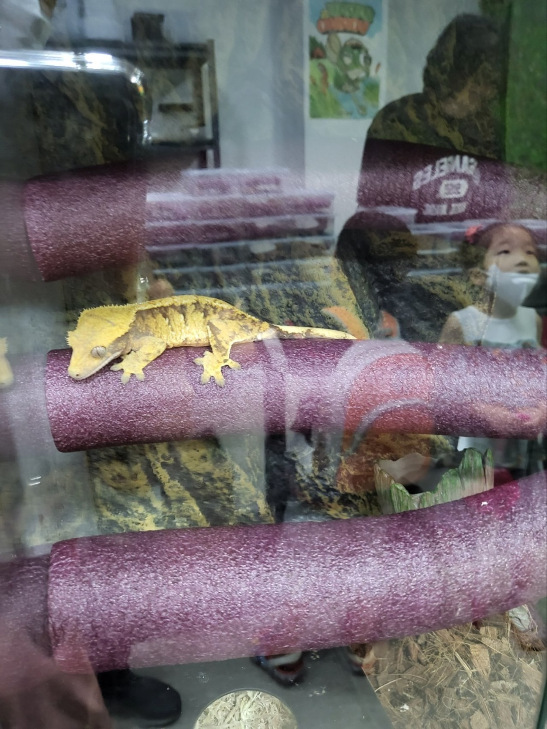 크레스티드 게코