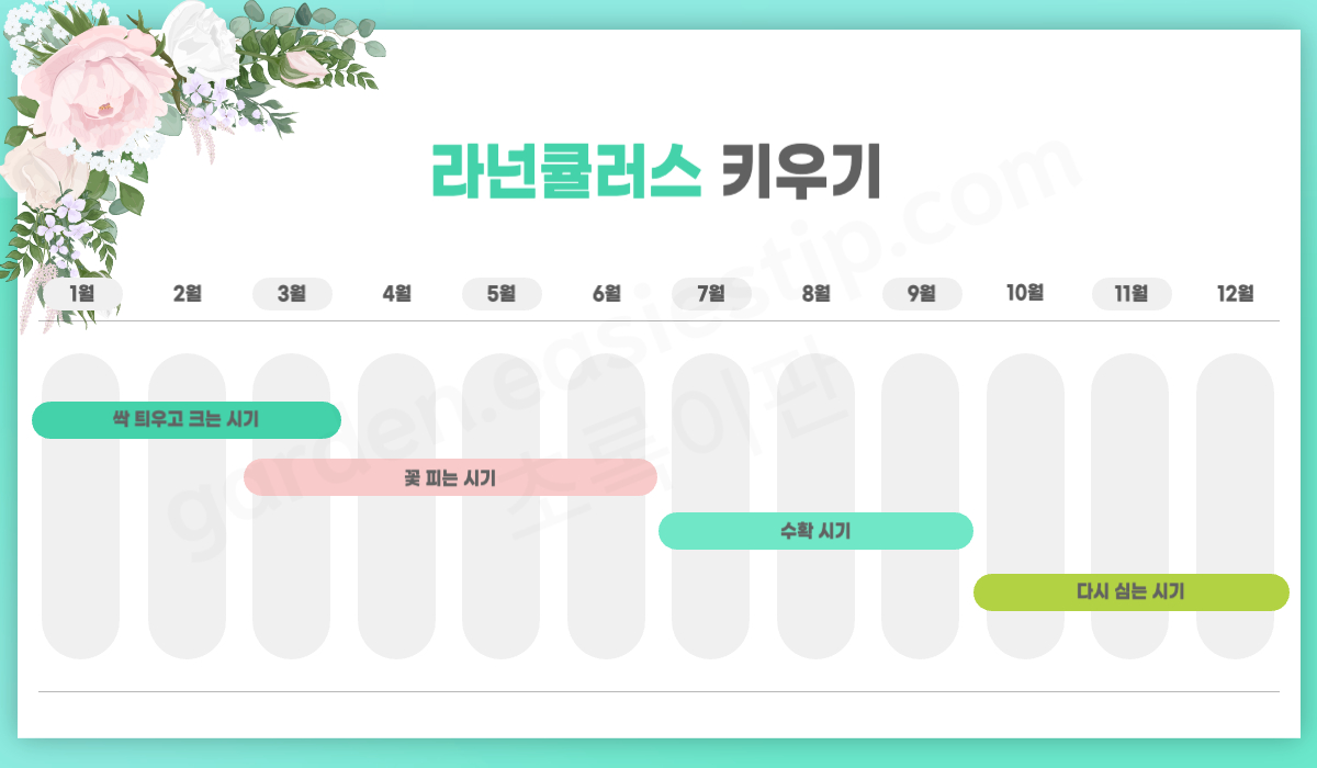라넌큘러스 키우기