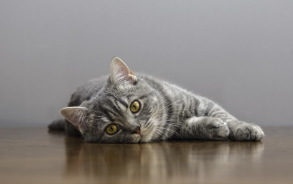 바닥에 누워 있는 고양이.