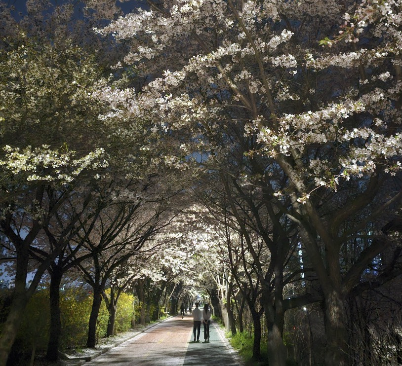 2025 석촌호수 벚꽃축제