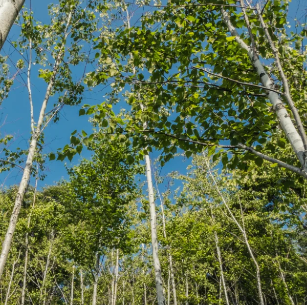 화담숲 예약, 가을 단풍축제