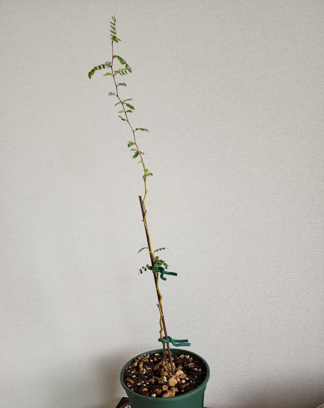 뿌리몸살을 잘 이겨내고 회복중인 소포라