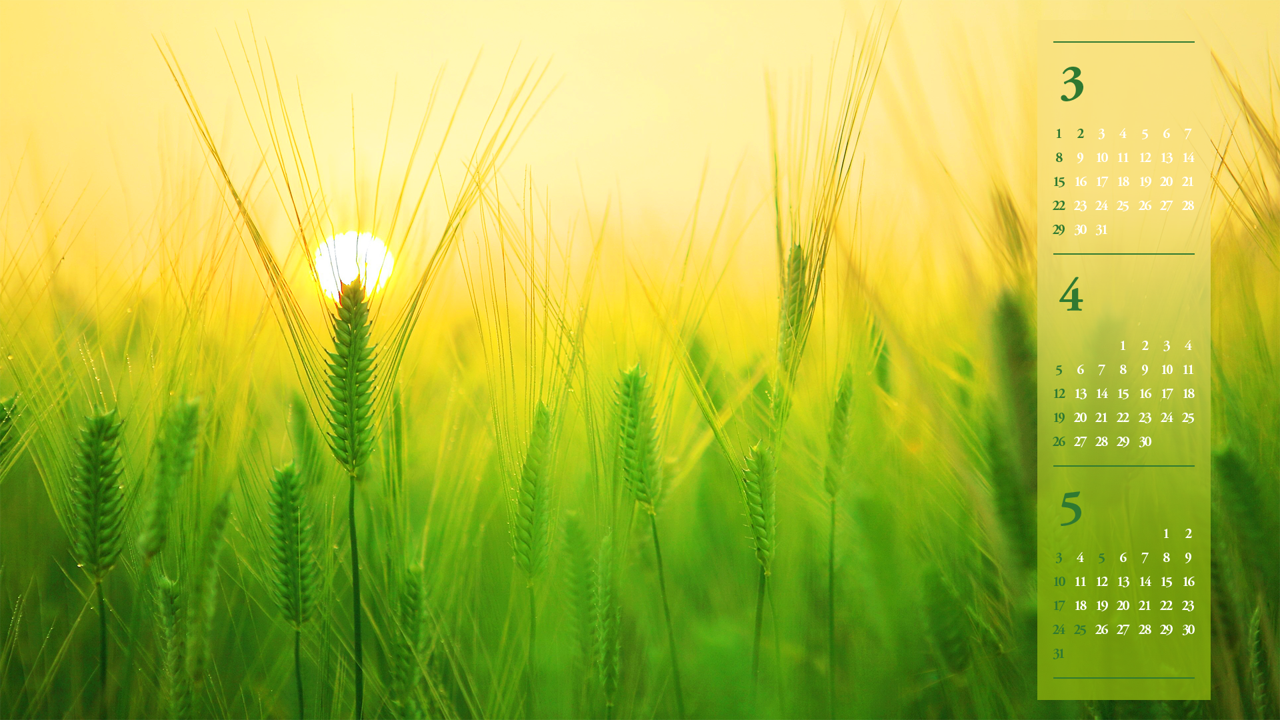 12 노을과 청보리 B - 2026년4월 달력배경화면