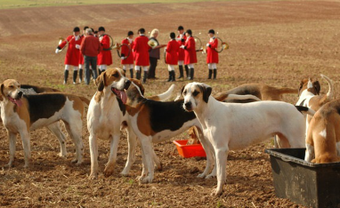 사냥을 기다리는 폭스하운드.