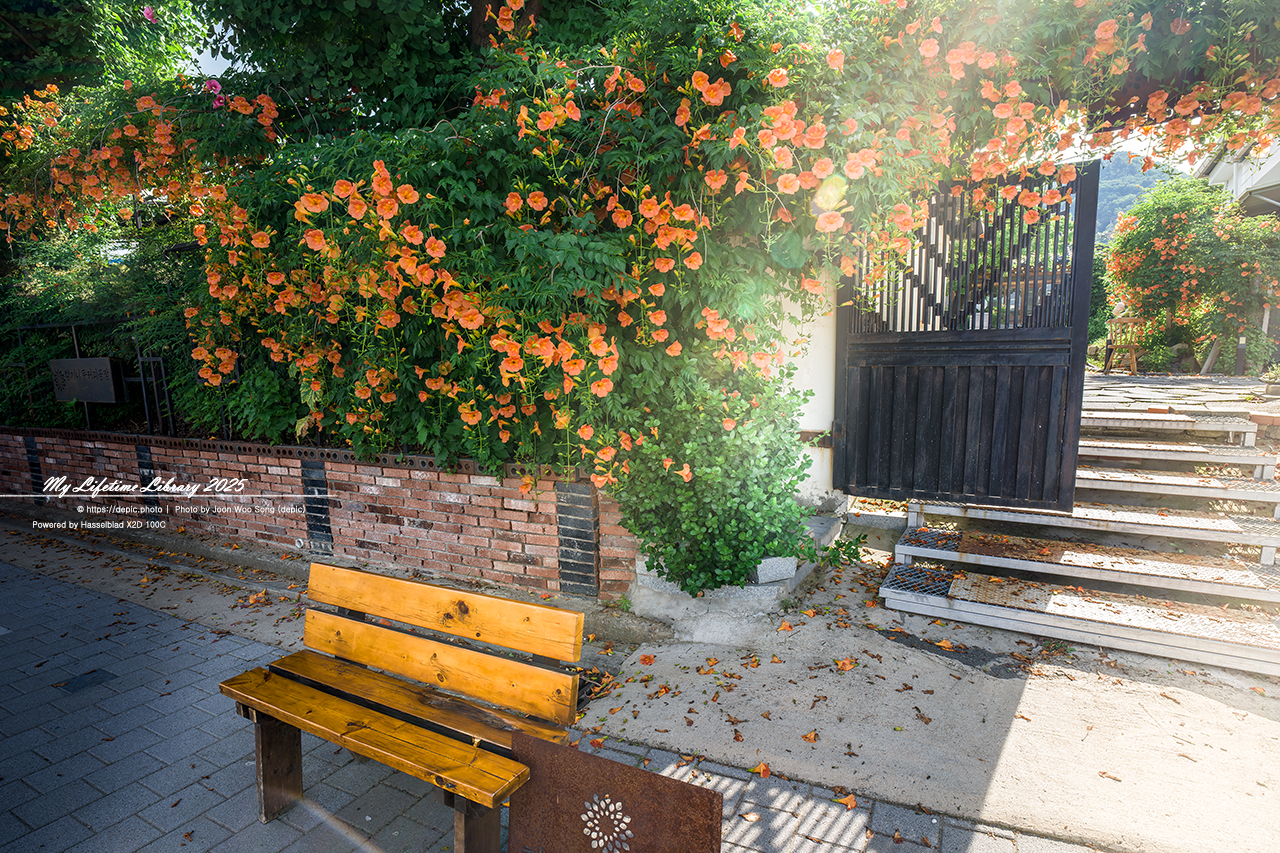 #청주 #카페 #향기나무커피 #능소화 #의자