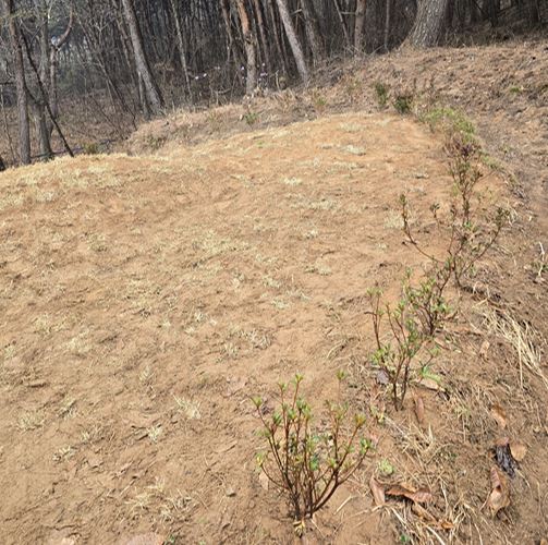 철쭉 묘목 심기